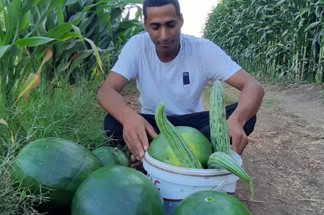 هوامير السياسة.. مبادرة أم شو؟