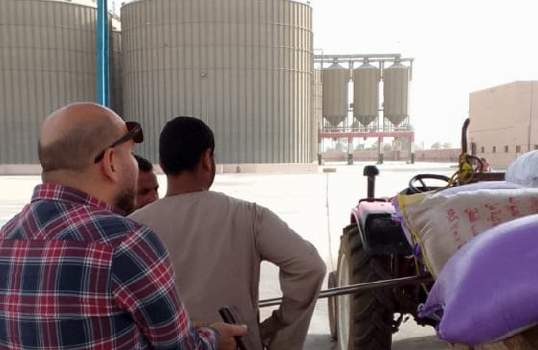 انتظام عملية توريد القمح المحلي في منافذ التخزين