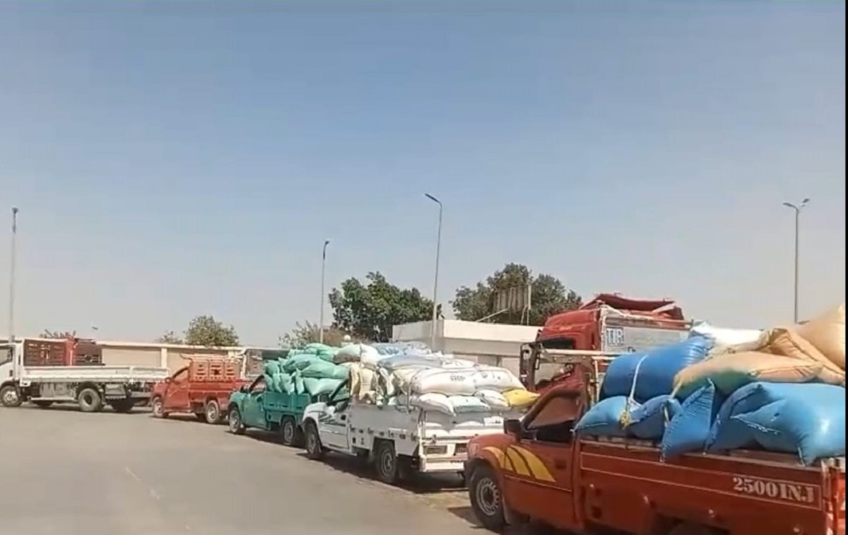 استلام 188 ألف طن  قمح محلي بالشون والصوامع حتي السبت